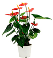 Anthurium Plant