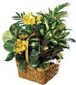 The FTD� A Bit Of Sunshine� Basket