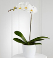 White Orchid Planter