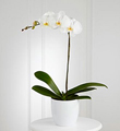 White Orchid Planter