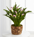 The FTD� Calla Lily Planter