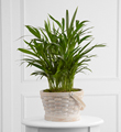 The FTD� Deeply Adored� Palm Planter