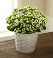 The FTD� White Kalanchoe