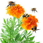 Local Florist making daily deliveries of Flowers Roses Plants and Gifts 